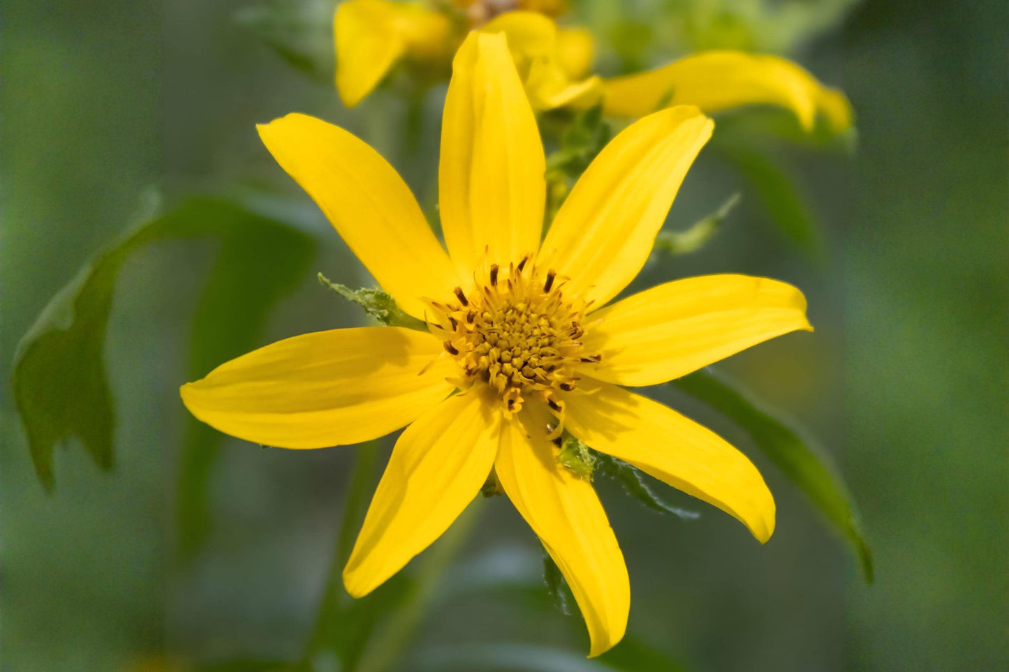 Engelmann's Daisy Seeds (50) | Yellow Native Wildflower | Engelmannia peristenia | Drought-Tolerant Pollinator Plant