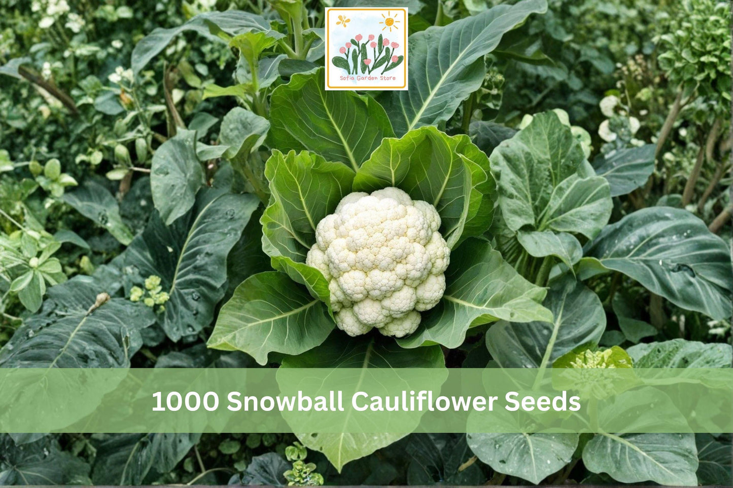 Snowball Cauliflower Seeds 1000+ Heirloom Brassica oleracea for Garden - Classic White Vegetable for Cool-Season Planting