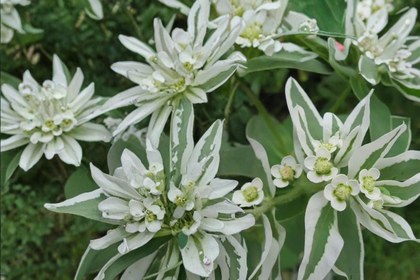 Mountain Snow Flower Seeds - 50+ Euphorbia marginata - Variegated White & Green Bracts for Garden Borders and Flower Beds