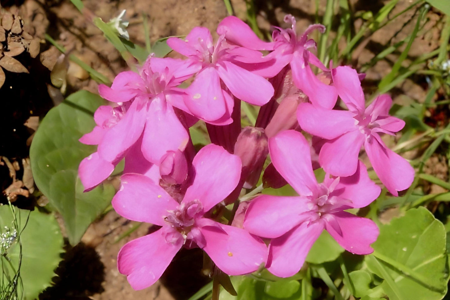 Catchfly Seeds (100) | Silene armeria | Bright Pink Wildflower for Cottage Gardens & Pollinator Spaces