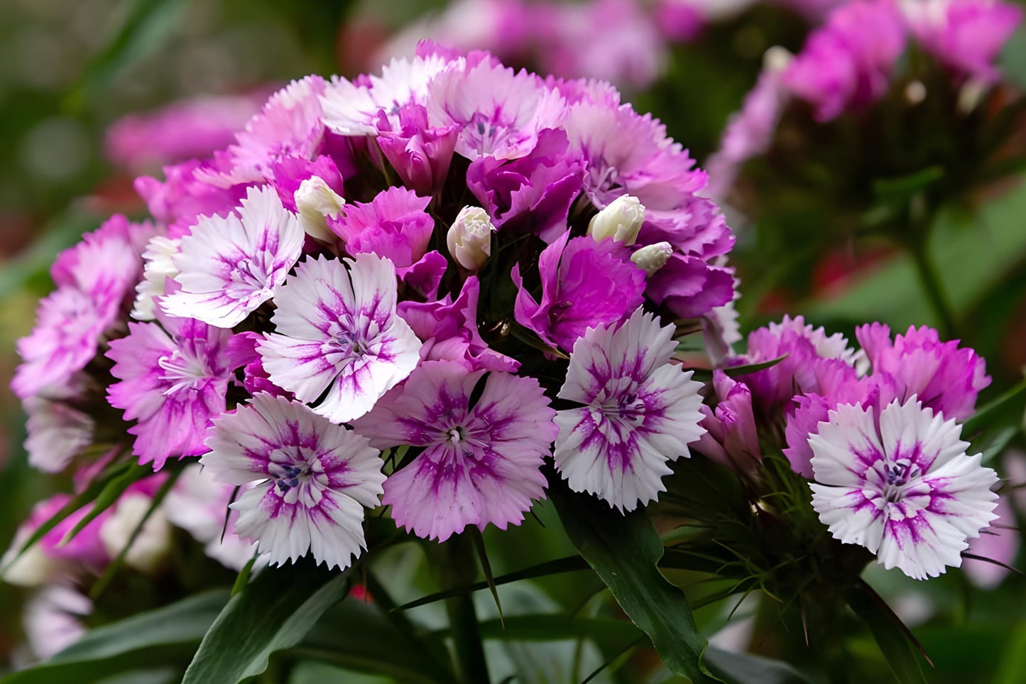Sweet William Seeds (100) | Fragrant Pink Red White Blooms | Dianthus barbatus | Cottage Garden Favorite