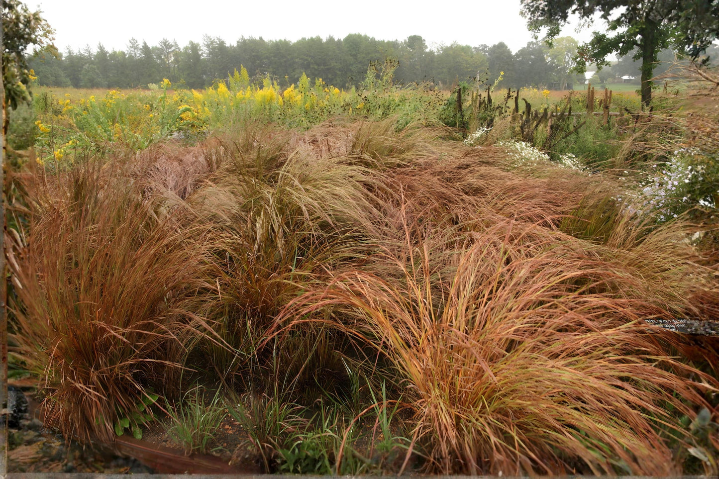 Little Bluestem Seeds (100) | Native Prairie Grass | Schizachyrium scoparium | Drought-Tolerant, Low Maintenance Garden Grass