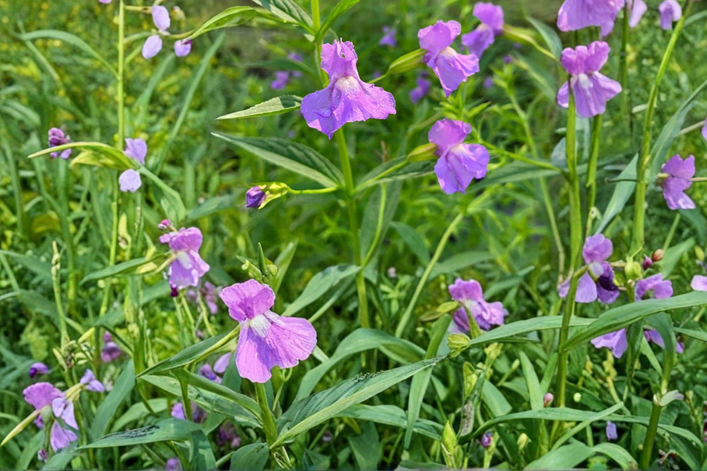 Monkey Flower Seeds 1000 Count - Blue to Violet Tubular Flowers - Mimulus ringens - Perennial Wetland Plant for Gardens