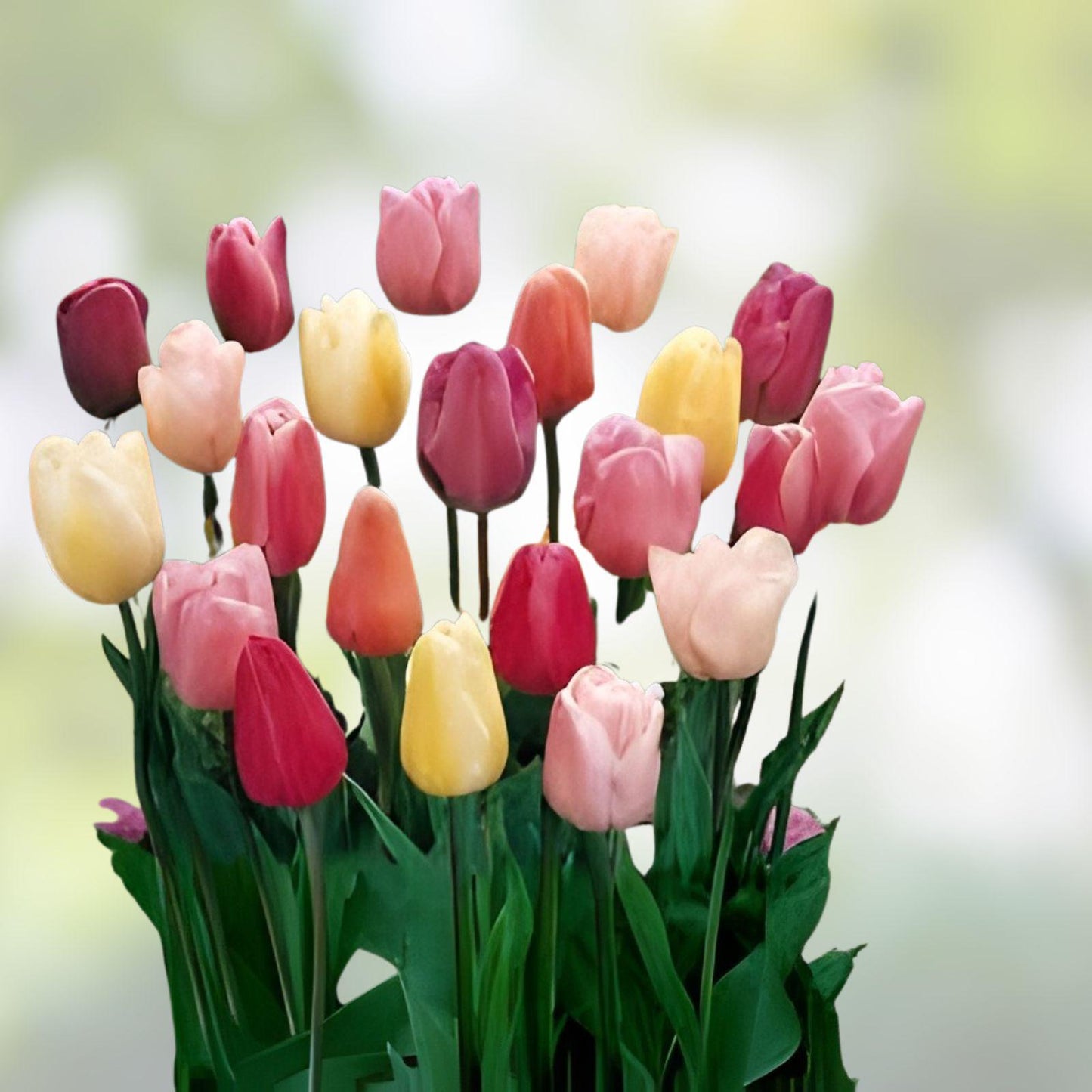 Mixed Tulip Bulbs - 25 Bulbs, Colorful Blooms for Spring Garden - Tulipa (Mixed Tulips) - Perfect for Zones 3-8