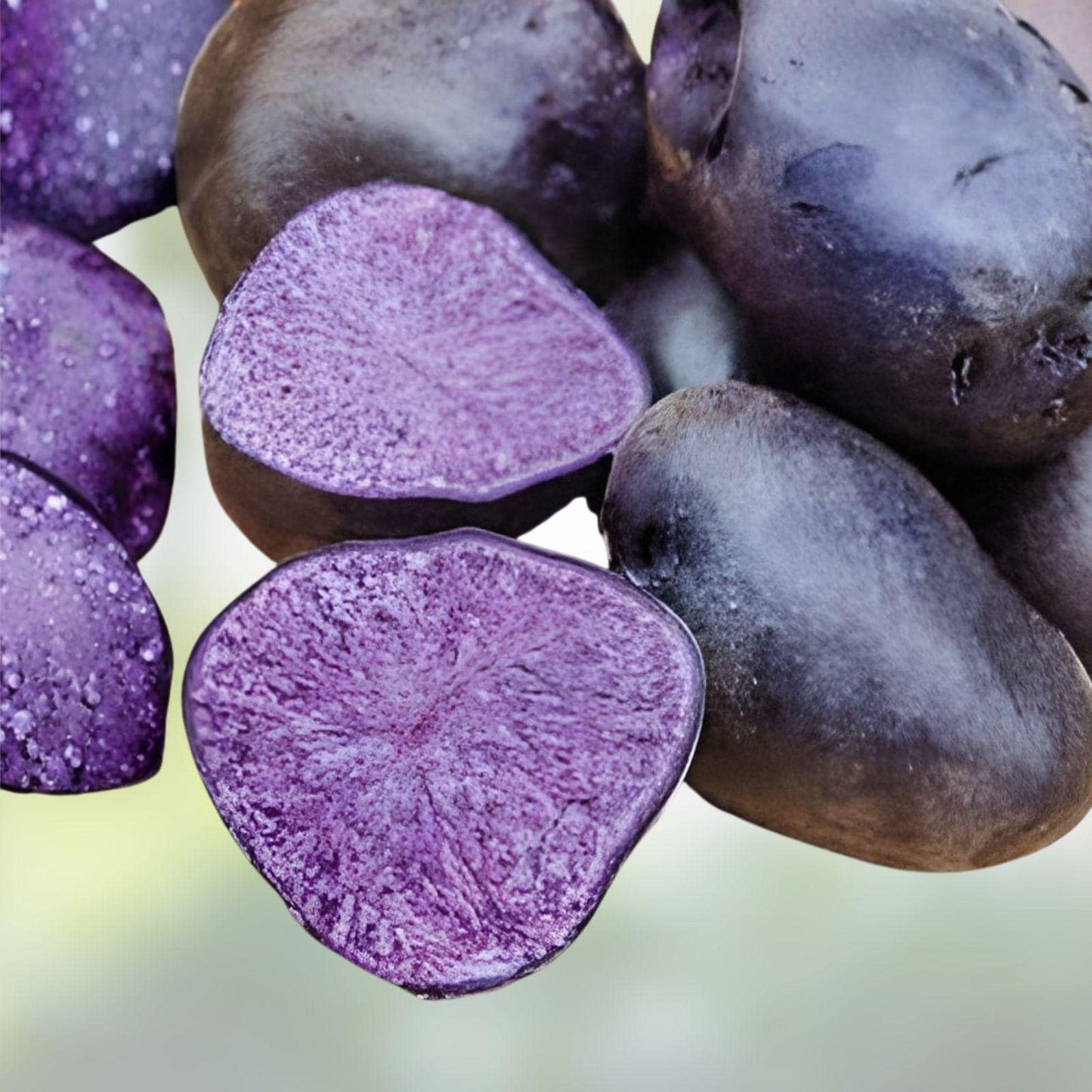 Purple Majesty Seed Potatoes | 3 lbs | Solanum tuberosum | Colorful Garden Vegetable Crop | Nutritious Purple Potatoes