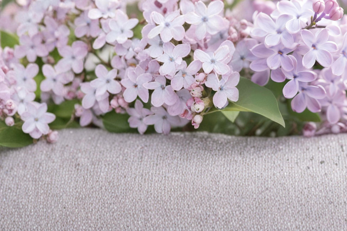 Early Lilac Seeds 25 Count - Purple Pink Flowering Shrub - Syringa oblata - Fragrant Deciduous Perennial for Garden Hedges