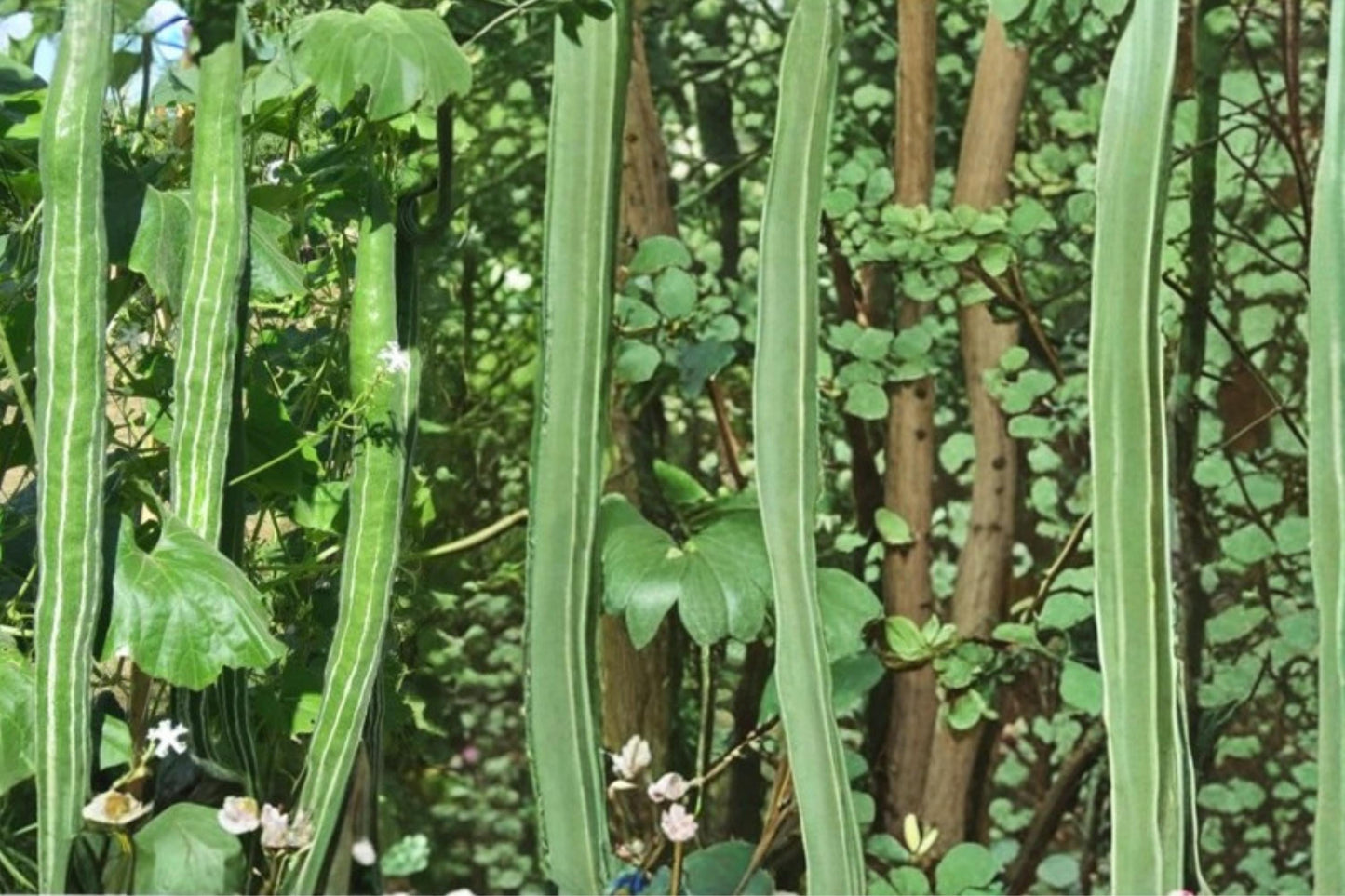 Snake Gourd Seeds 10 Pack - Lagenaria siceraria - Fast Growing Climbing Vine for Trellis, Edible Gourd, Summer Garden Plant