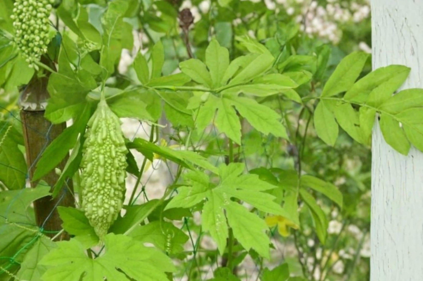 Bitter Gourd Seeds - 5 Pack - Momordica charantia - Climbing Vegetable Vine for Trellises - Edible Green Fruit