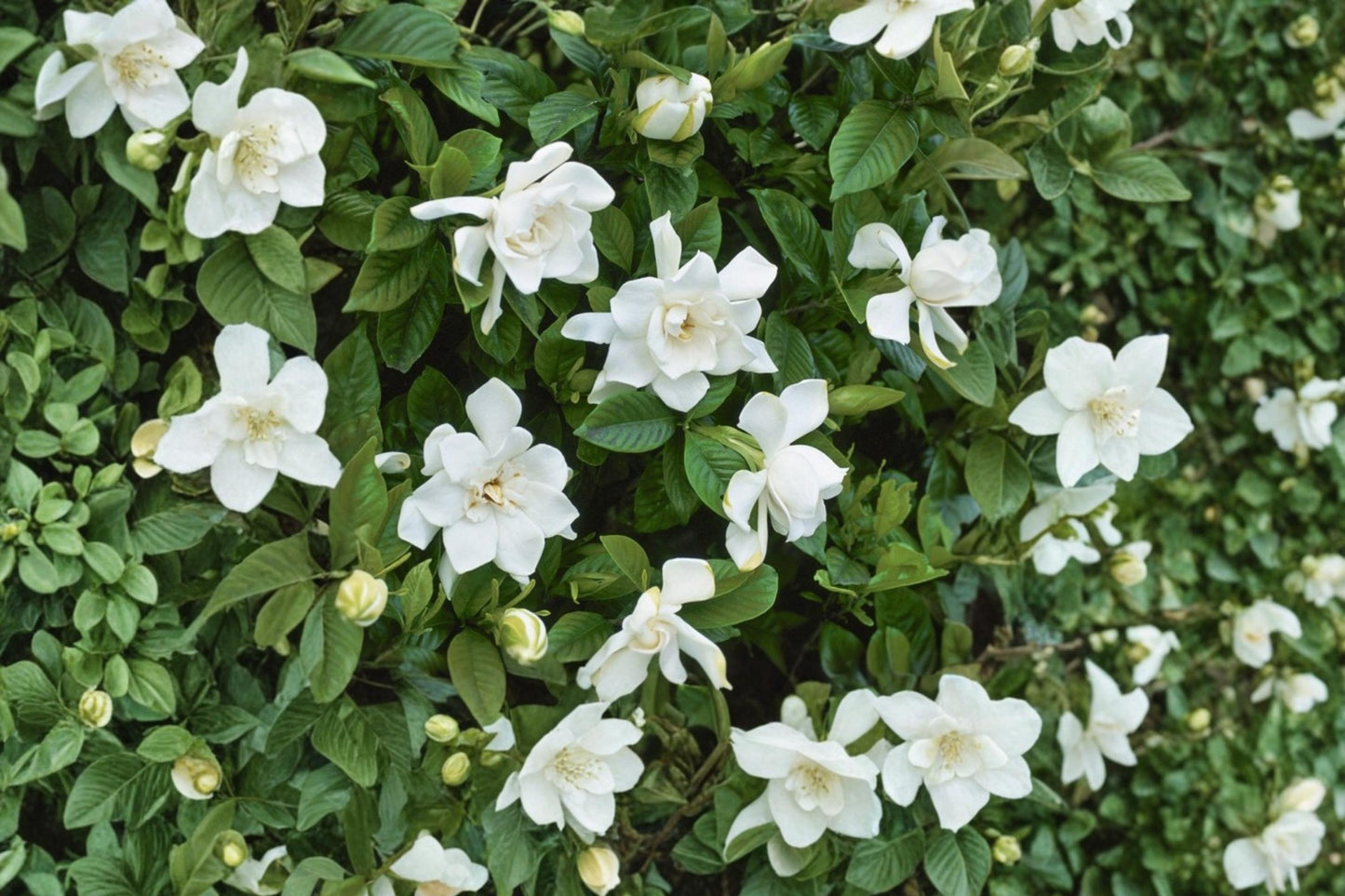 Cape Jasmine Seeds - 20 Pack - Evergreen Shrub with Creamy White Flowers - Gardenia jasminoides - Ornamental Plant for Gardens