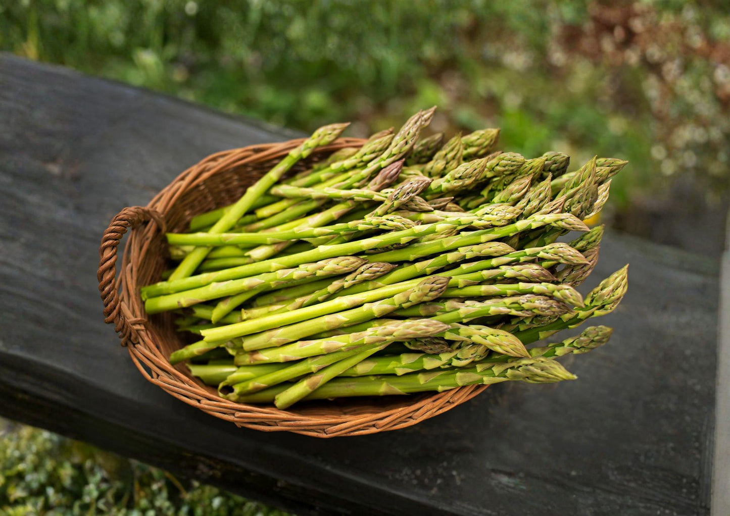 Asparagus Seeds 100+ Pack Mary’s Granddaughter Heirloom Organic Non-GMO Vegetable Seeds for Garden Planting