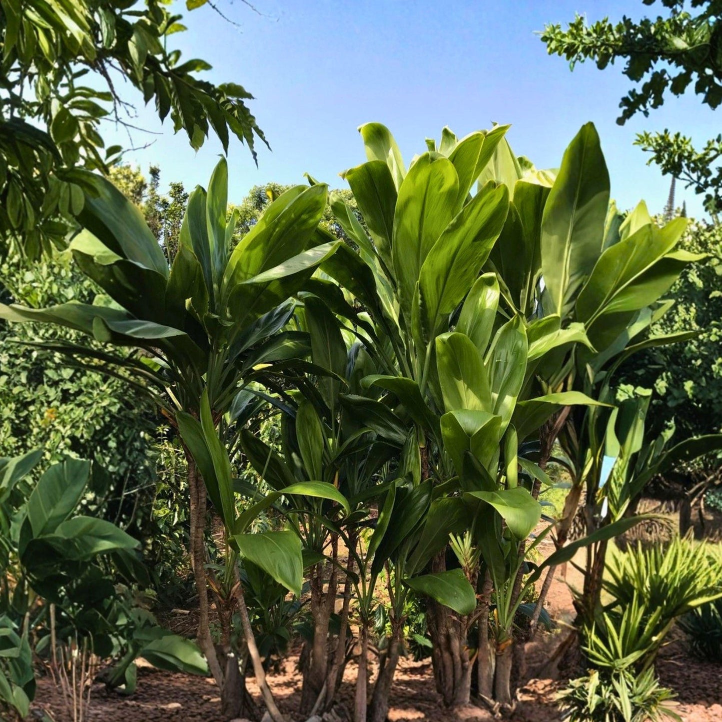 Green Ti Leaf Cuttings - 3 Unrooted Log Cuttings, Cordyline fruticosa, Tropical Foliage Starter for Propagation