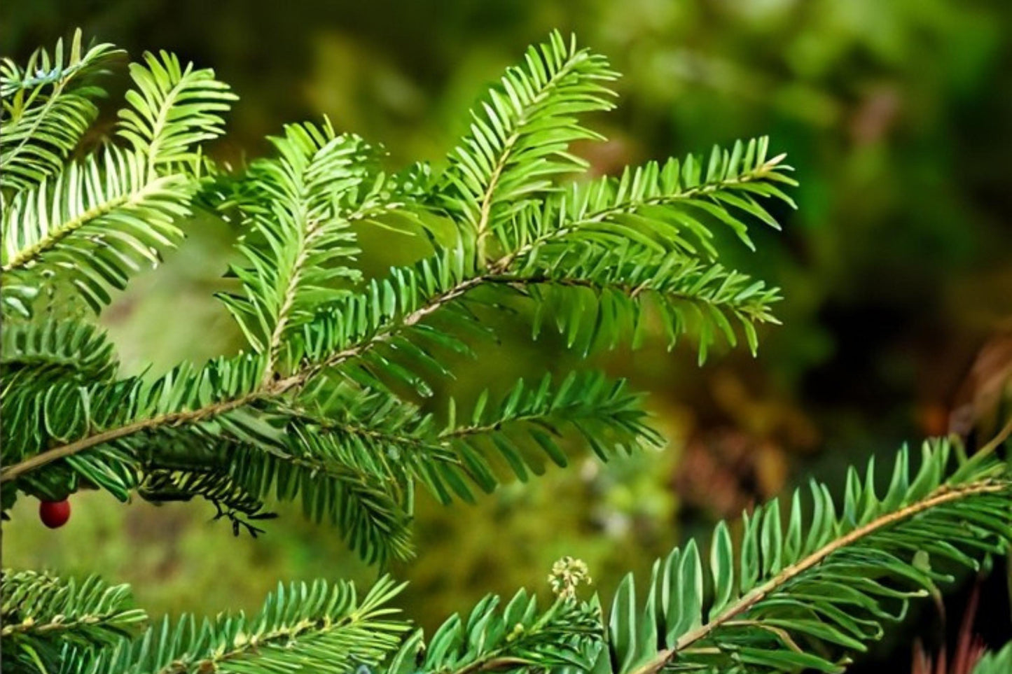 Balsam Fir Seeds (30 Pack) | Evergreen Tree | Abies balsamea | Fragrant Needles for Landscaping & Christmas Trees