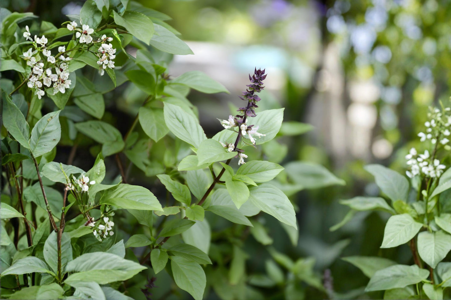 Thai Basil Seeds - 75 Pack - Sweet Asian Variety - Ocimum basilicum - Aromatic, Easy to Grow for Cooking & Herb Gardens