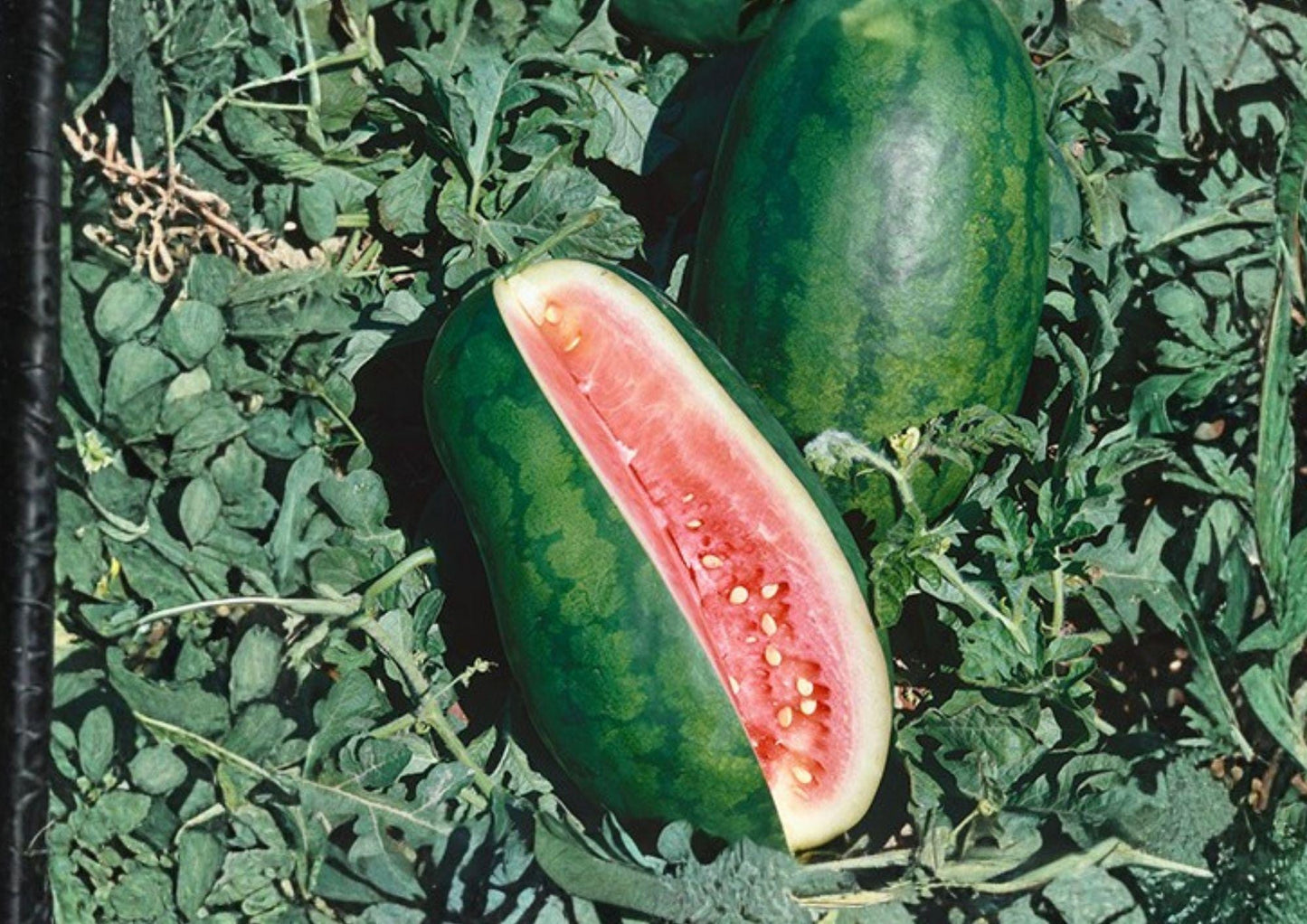 Congo Watermelon Seeds - 12 Heirloom Organic Non-GMO Rare Sweet Red Flesh Melon Seeds for Garden Planting