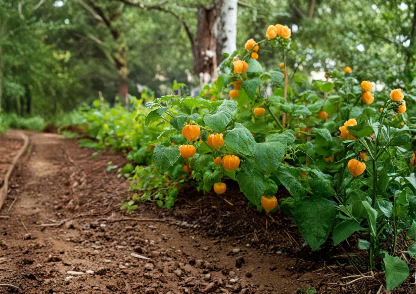 Cape Gooseberry Seeds - 50+ Heirloom Golden Berry Seeds, Sweet Ground Cherry, Physalis Peruviana - Bloom Haven Nursery