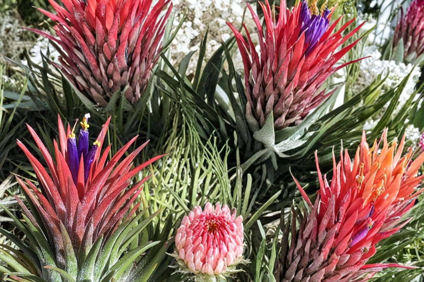 Tillandsia ionantha Seeds – 10 Count Bromeliad Air Plant Seeds for Indoor Tropical Decoration, Ornamental Plant, Exotic Foliage
