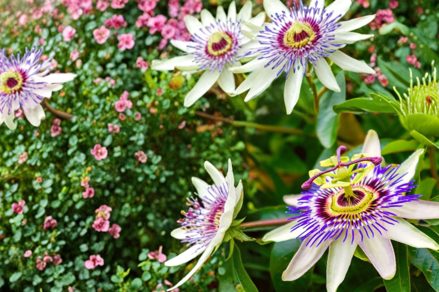 Passion Flower Seeds 50+ Pack - Passiflora caerulea - Fast-Growing Climbing Vine for Trellises & Vertical Gardens