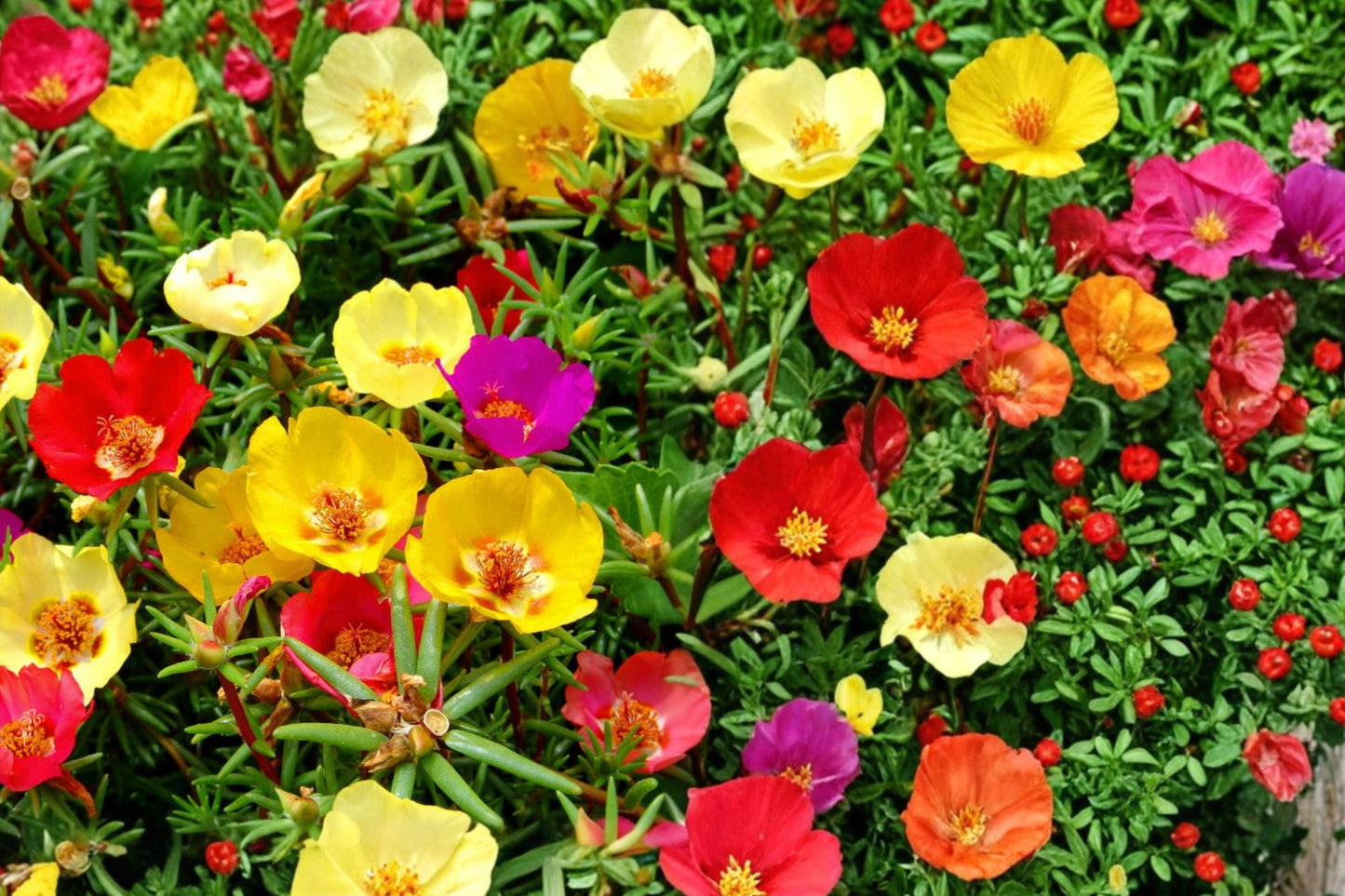 Moss Rose Seeds - 100 Pack - Colorful Annual Flowers - Portulaca grandiflora - Drought Tolerant, Low-Growing, Sunny Garden Plant