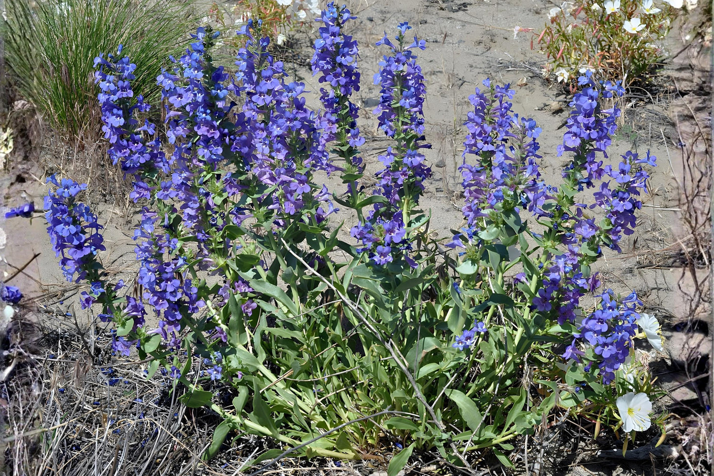 Sand Penstemon Seeds - 50 Pack - Drought Tolerant Wildflower - Penstemon acuminatus - Attracts Bees & Hummingbirds
