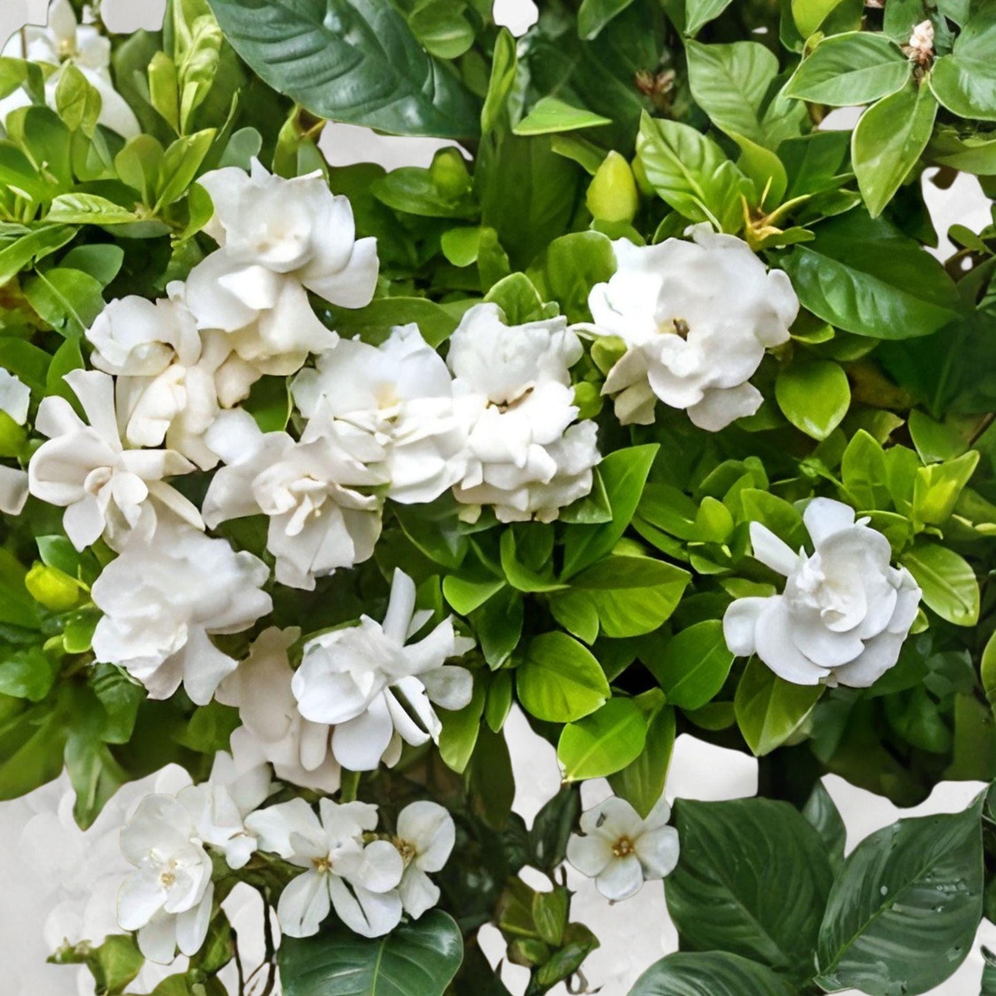 Heirloom Gardenia Cuttings - 8 Unrooted Southern Gardenia (Gardenia jasminoides) - Fragrant White Flowers, Hardy Shrub