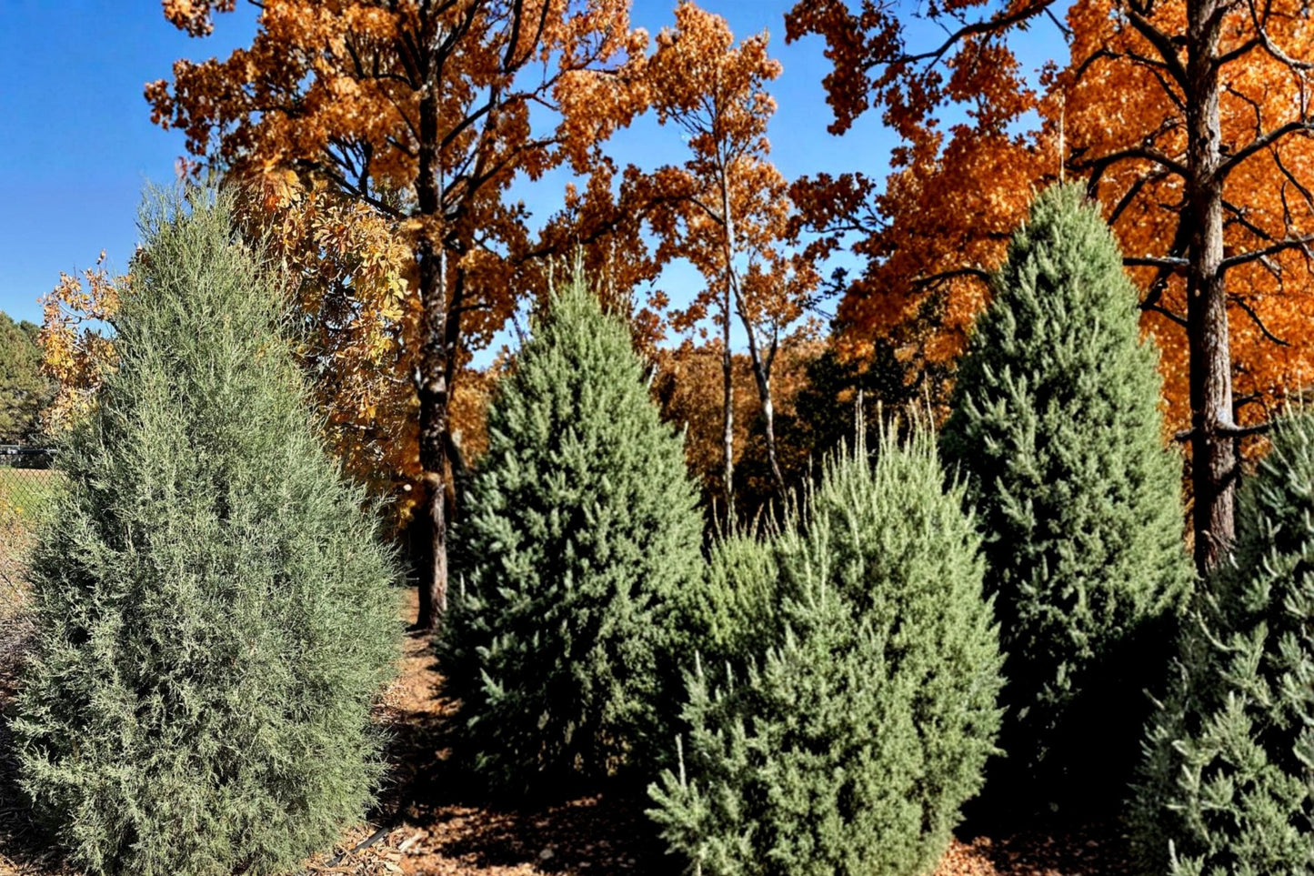 Rocky Mountain Juniper Seeds - 15 Blue-Green Conifer Seeds - Juniperus scopulorum - Evergreen Tree for Windbreaks and Screens