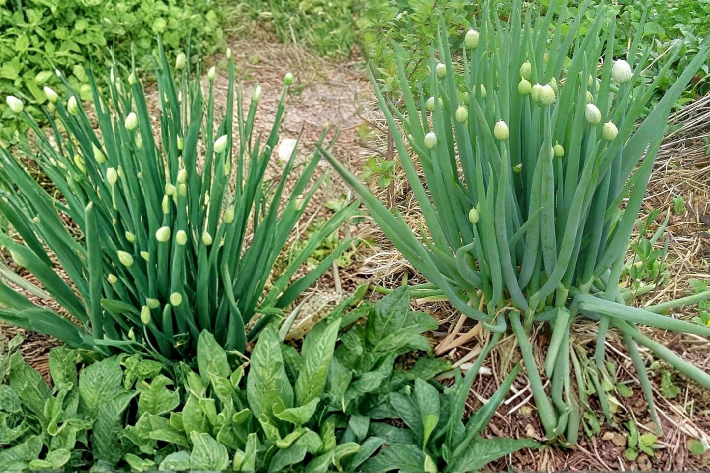 Nebuka Bunching Onion Seeds - 50 Count - Allium fistulosum - Slender Green Stalks - Herbaceous Vegetable for Garden & Containers