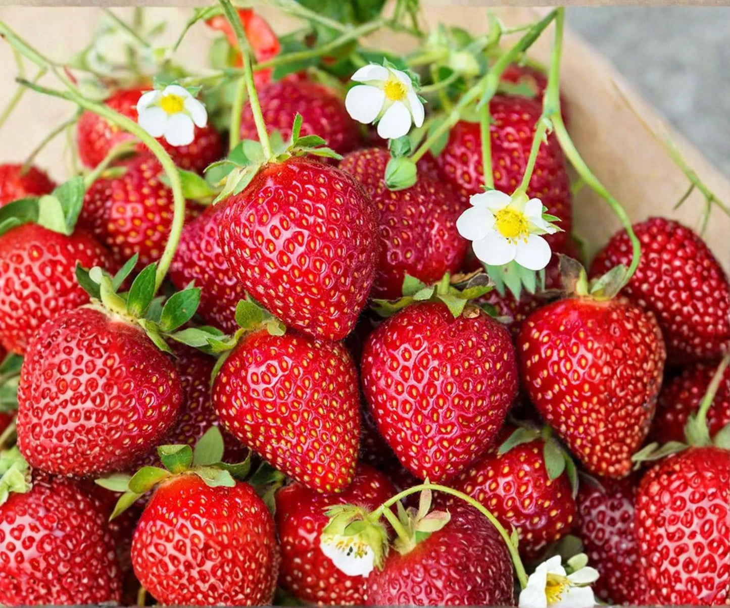 Everbearing Strawberry Plants - 25 Bare Root Ozark Beauty - Fragaria × ananassa - Sweet Fruit for Garden or Containers