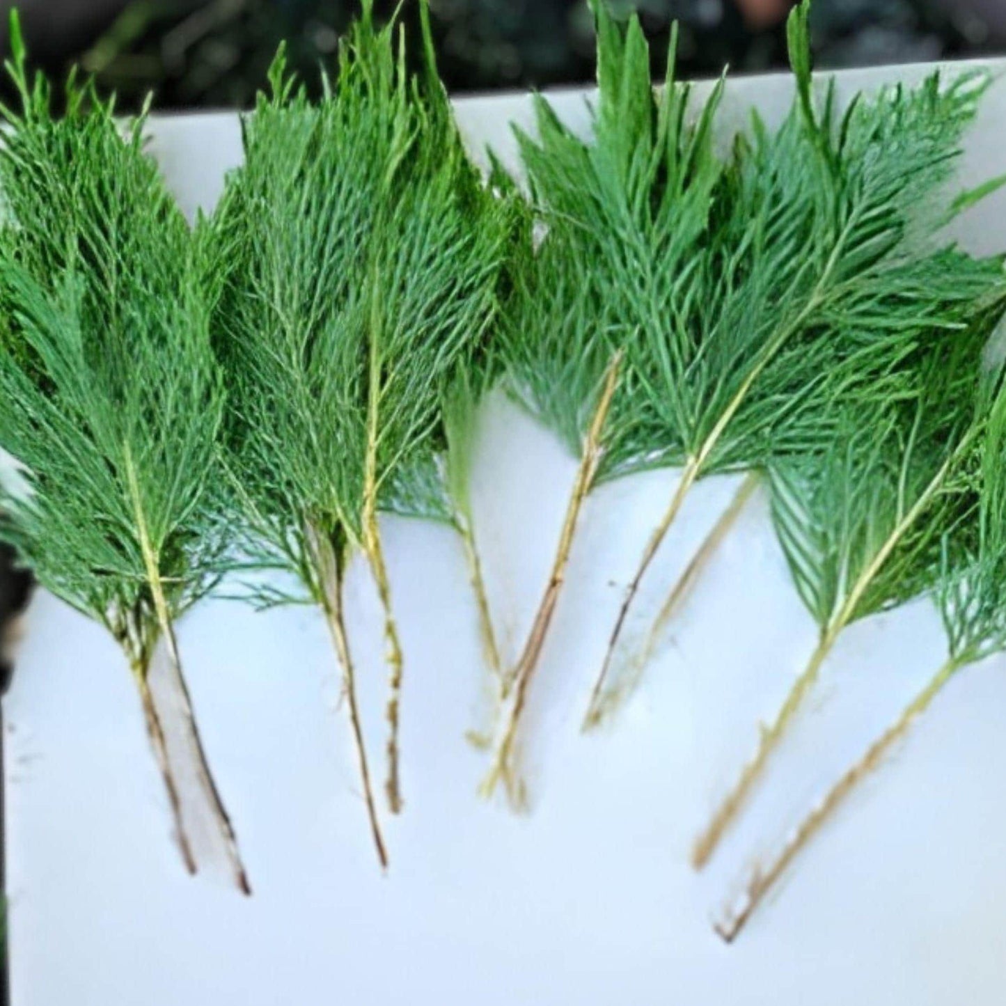 Leyland Cypress Cuttings | 15 Unrooted | Fast Growing Evergreen Conifer | Cupressus × leylandii