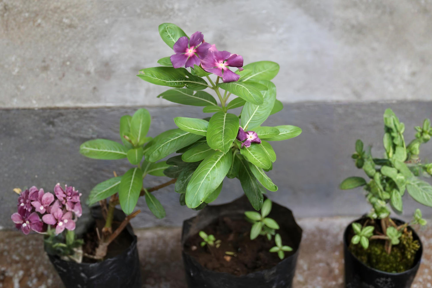 Madagascar Periwinkle Seeds | 100 Rosy Vinca Flower Seeds | Vibrant Pink & White Blooms | Catharanthus roseus