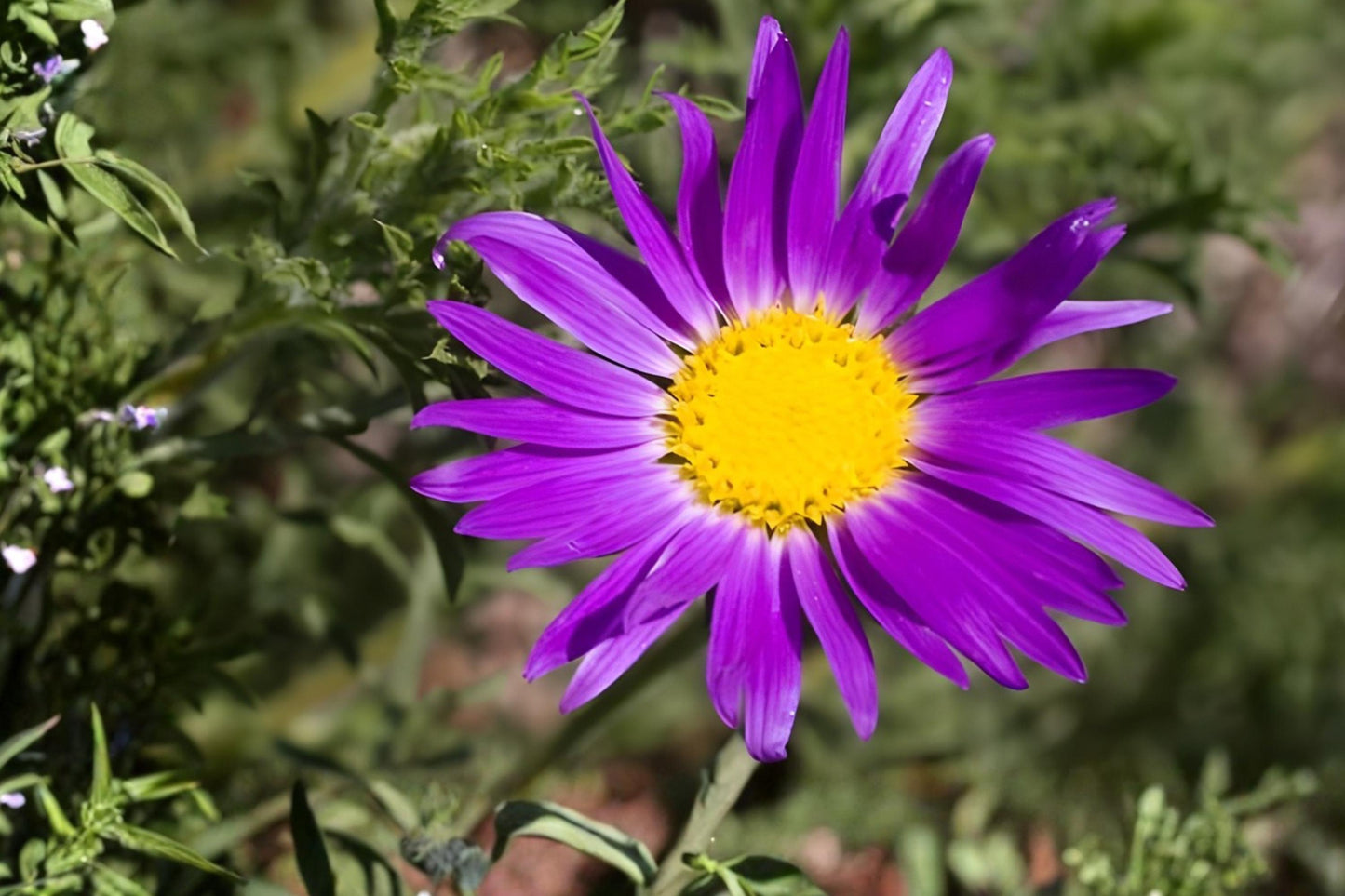 Tahoka Daisy Seeds (100) | Purple Native Wildflower | Machaeranthera tanacetifolia | Drought-Tolerant, Pollinator-Friendly