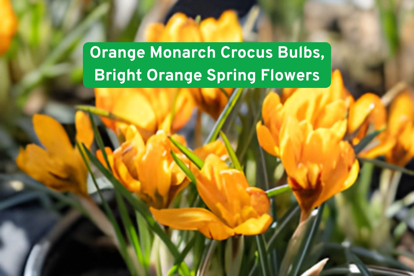 Orange Monarch Crocus Bulbs - Bright Orange Spring Flowers - Crocus spp. - 10 Premium Bulbs for Garden Beds & Borders