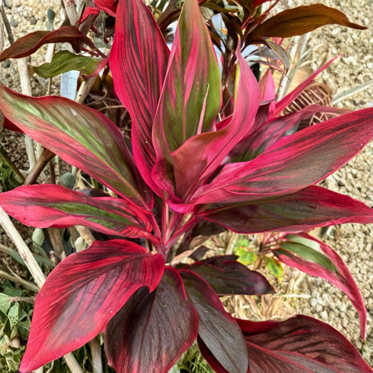 Cordyline fruticosa Cuttings - 6" Green Pink Red Hybrid Ti Leaf Starter - Tropical Foliage Plant for Propagation