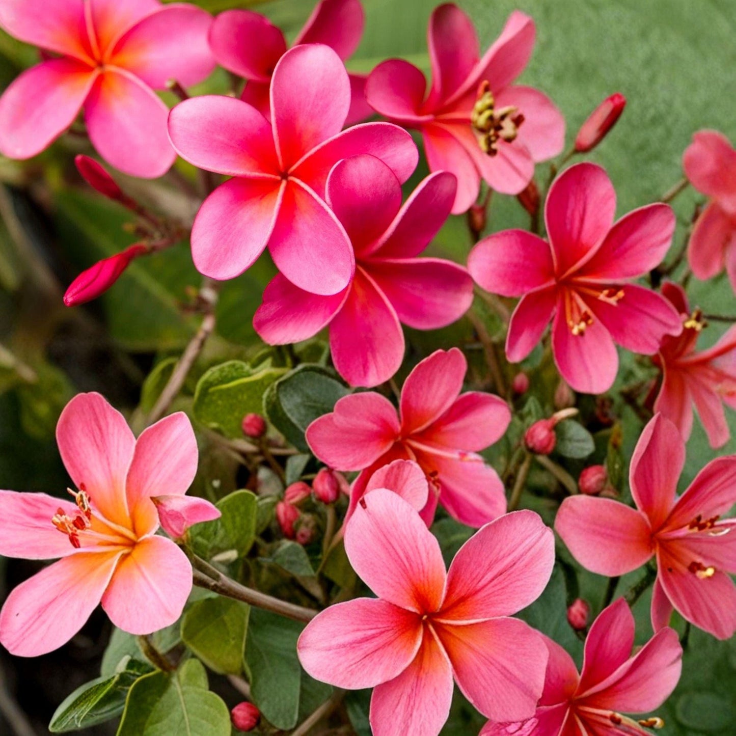 Pink Plumeria Cuttings (2 x 10 inch) - Frangipani Propagation - Plumeria rubra, Tropical Flowering Plant