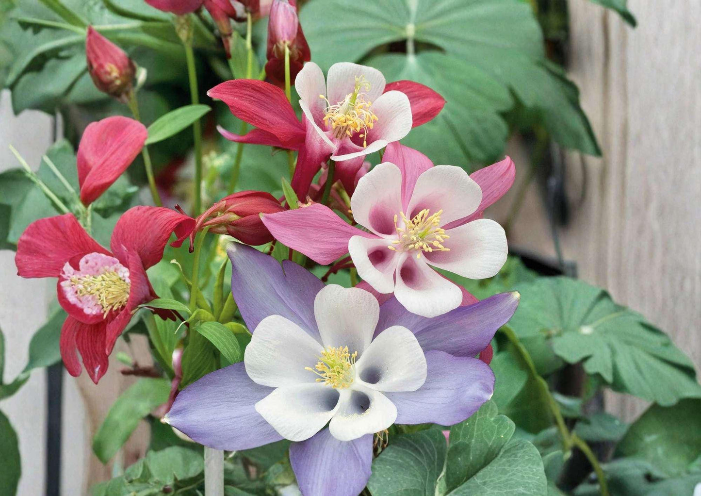 McKana Giants Columbine Seeds - 200+ Perennial Mix Colorful Flower Seeds for Garden Planting, Aquilegia Varieties