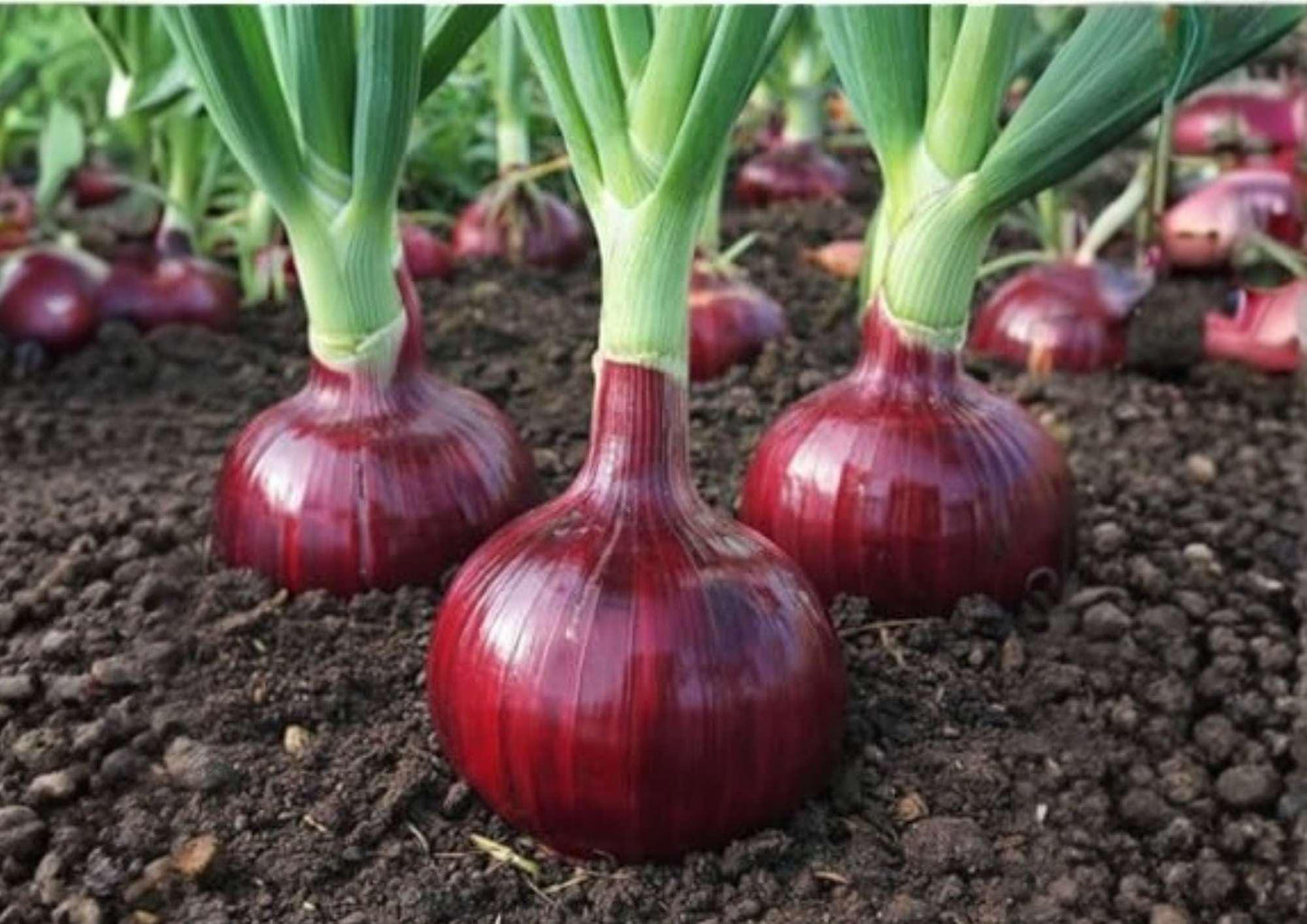 Red Cipollini Onion Seeds - 250+ Heirloom Vegetable Seeds - Flat Italian Sweet Onion Variety - High Yield Garden Planting