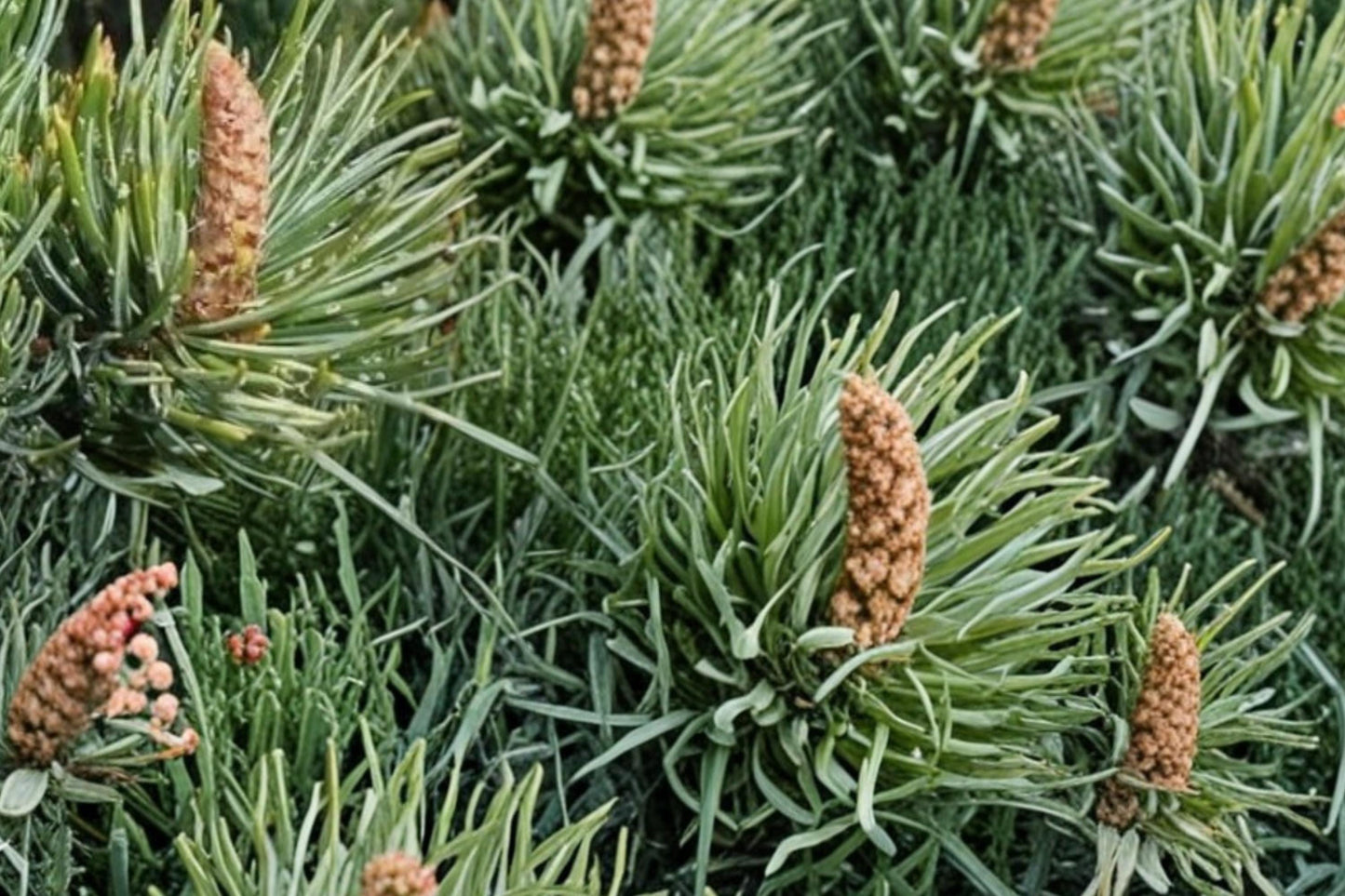 Bristlecone Pine Seeds - 30 Pack - Pinus aristata - Hardy Slow-Growing Conifer for Rocky Soils and Challenging Landscapes