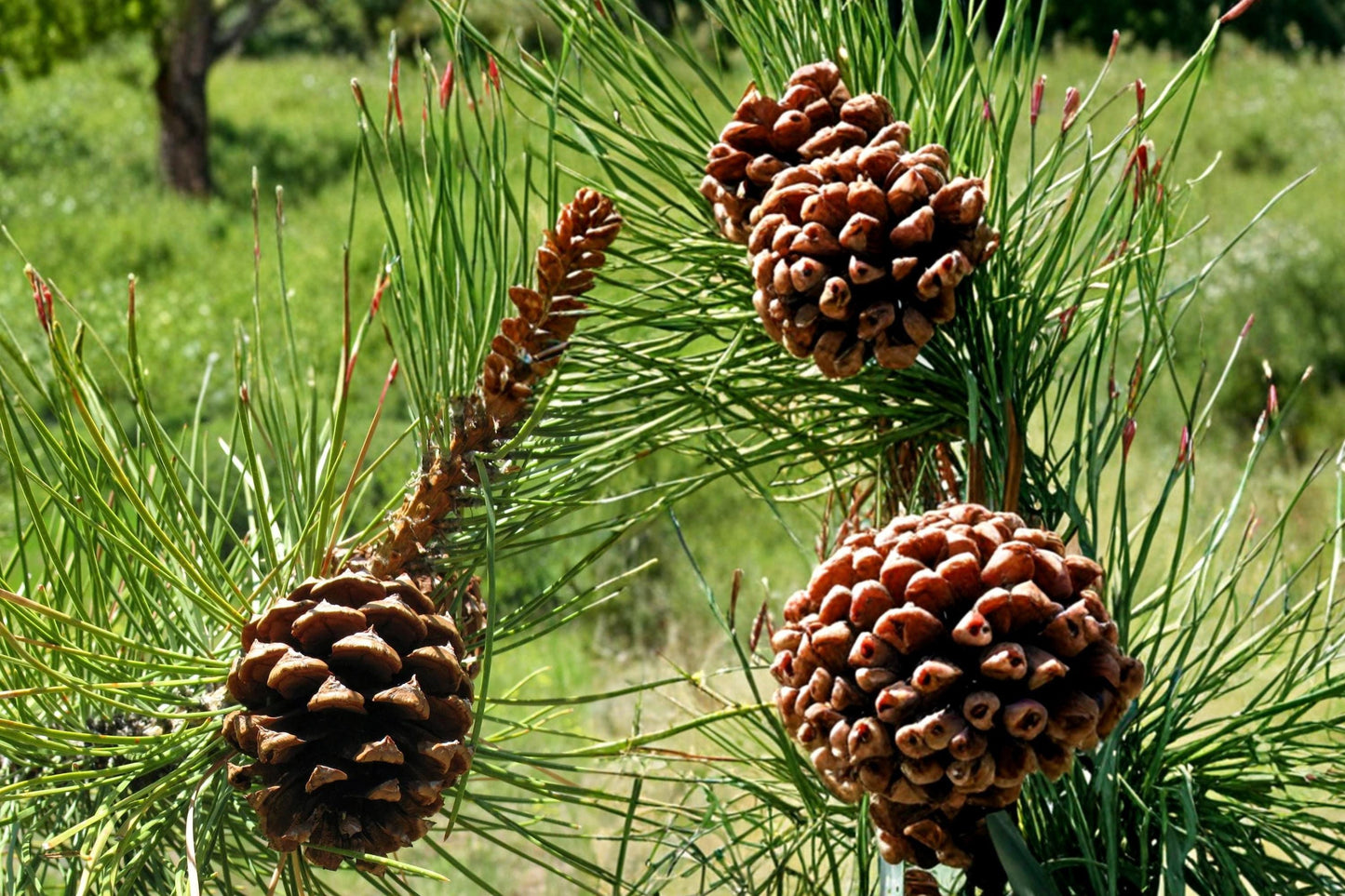 Ponderosa Pine Seeds 30 Pack - Pinus ponderosa - Evergreen Tree Seeds for Landscape Planting and Reforestation
