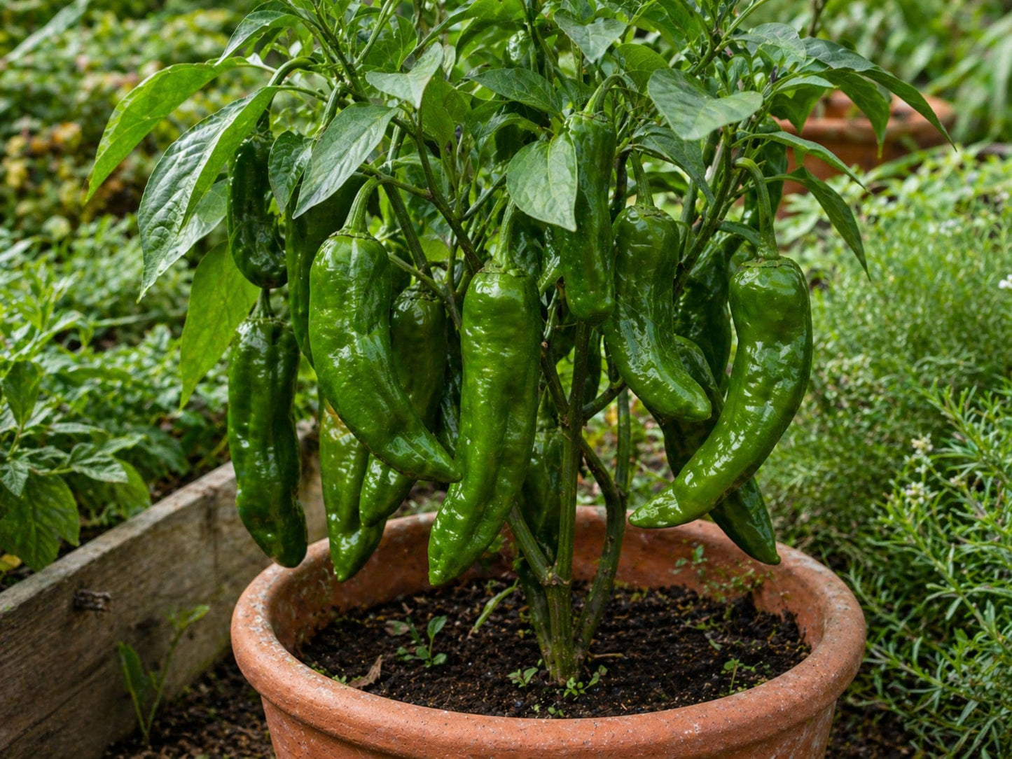Hot Hatch Big Jim Chili Pepper Seeds 3 Pack - Heirloom Non-GMO Variety for Vegetable Gardens - Capsicum annuum