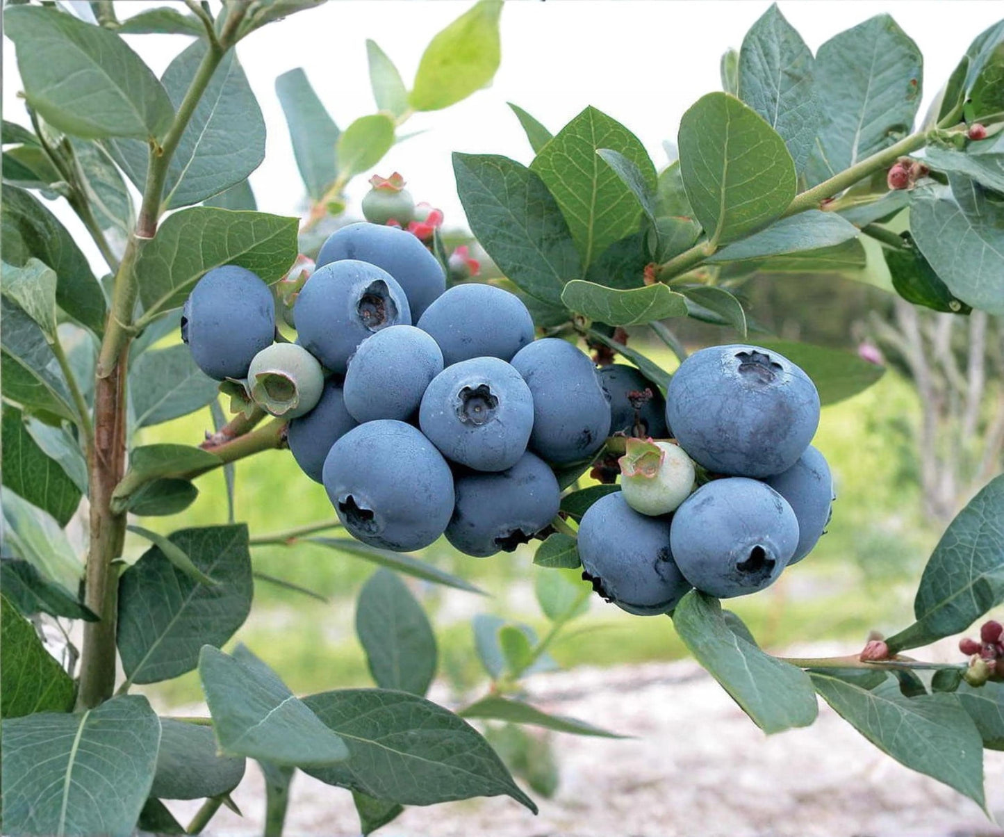 Biloxi Blueberry Live Plants Set of 4 Starter Bushes - Vaccinium ashei, Sweet Fruit for Outdoor Garden and Container Growing