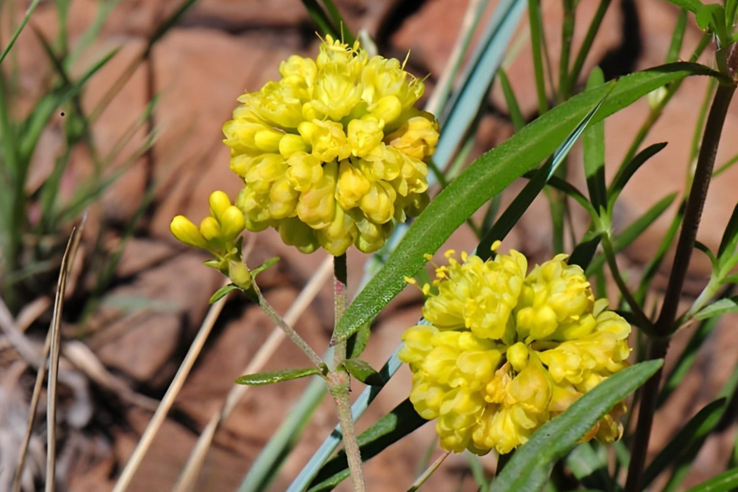 Sulfurflower Buckwheat Seeds (100) - Bright Yellow Blooms for Pollinators, Drought Tolerant (Eriogonum umbellatum)