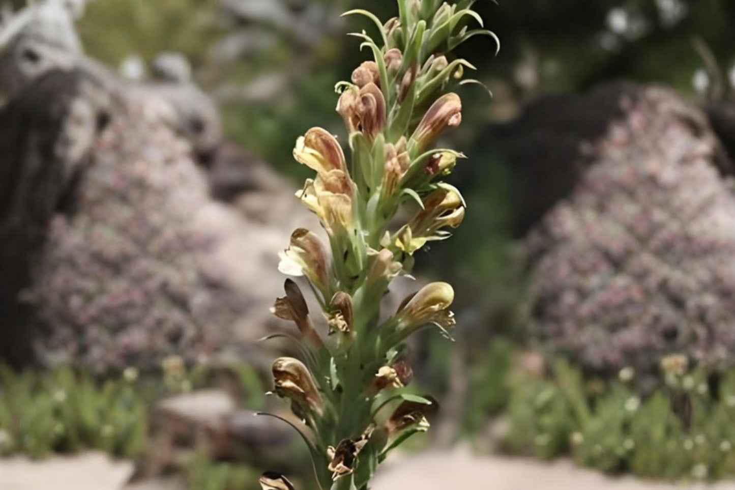 Giant Lousewort Seeds (100) | Unique Native Wildflower | Pedicularis procera | Perfect for Pollinators & Biodiversity Gardens