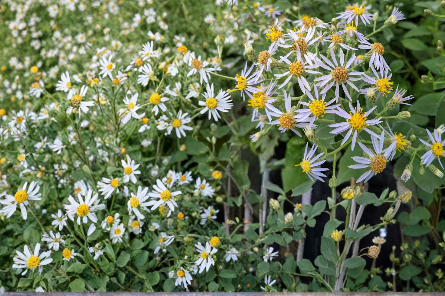 Crooked-Stemmed Aster Seeds 100 Count - Lavender Pale Blue Flowers - Symphyotrichum prenanthoides - Native Perennial Wildflower