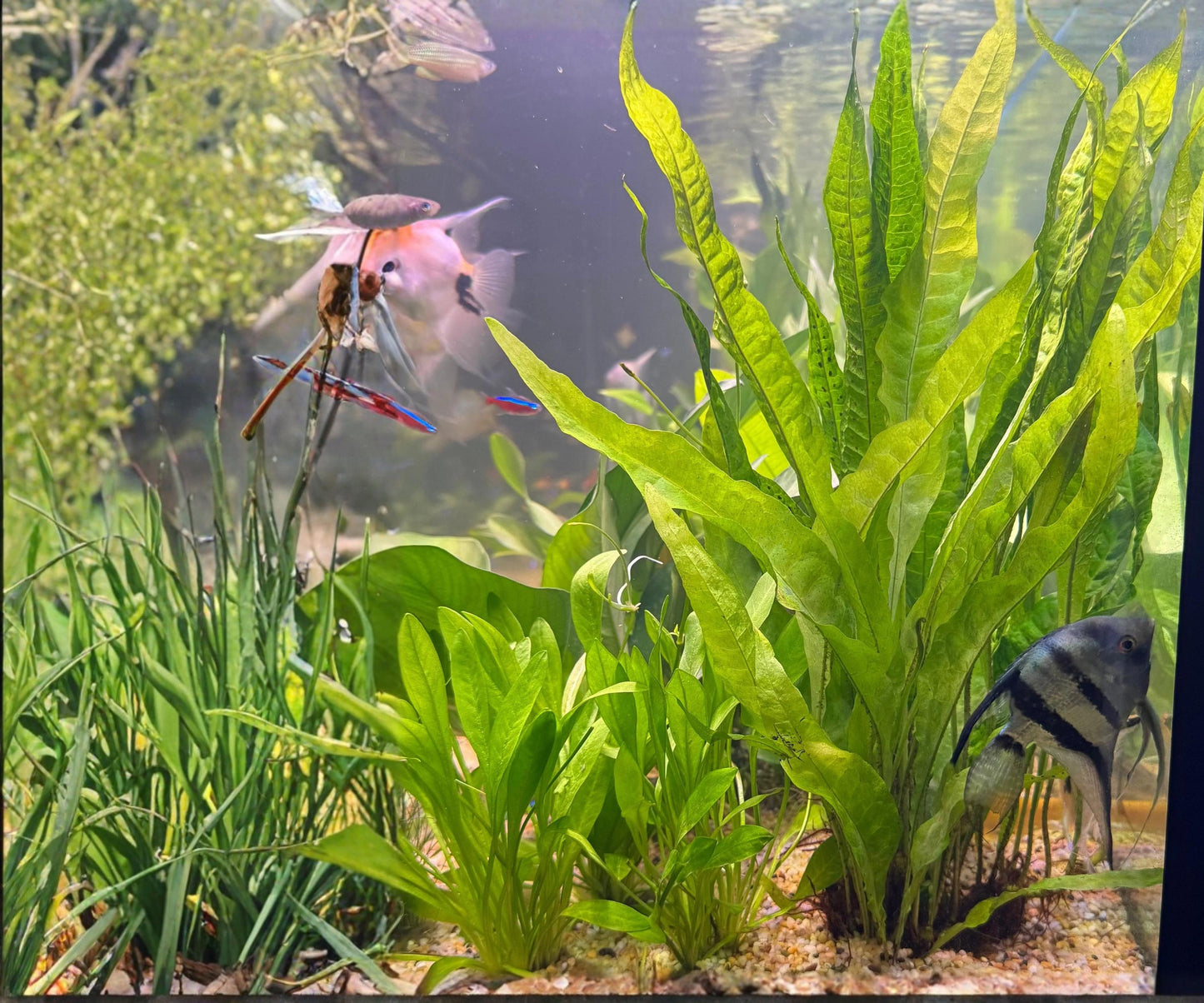 Java Fern Live Aquarium Plants 3 Pack - Microsorum Pteropus - Freshwater, Easy Care, Beginner Friendly, Bare Root