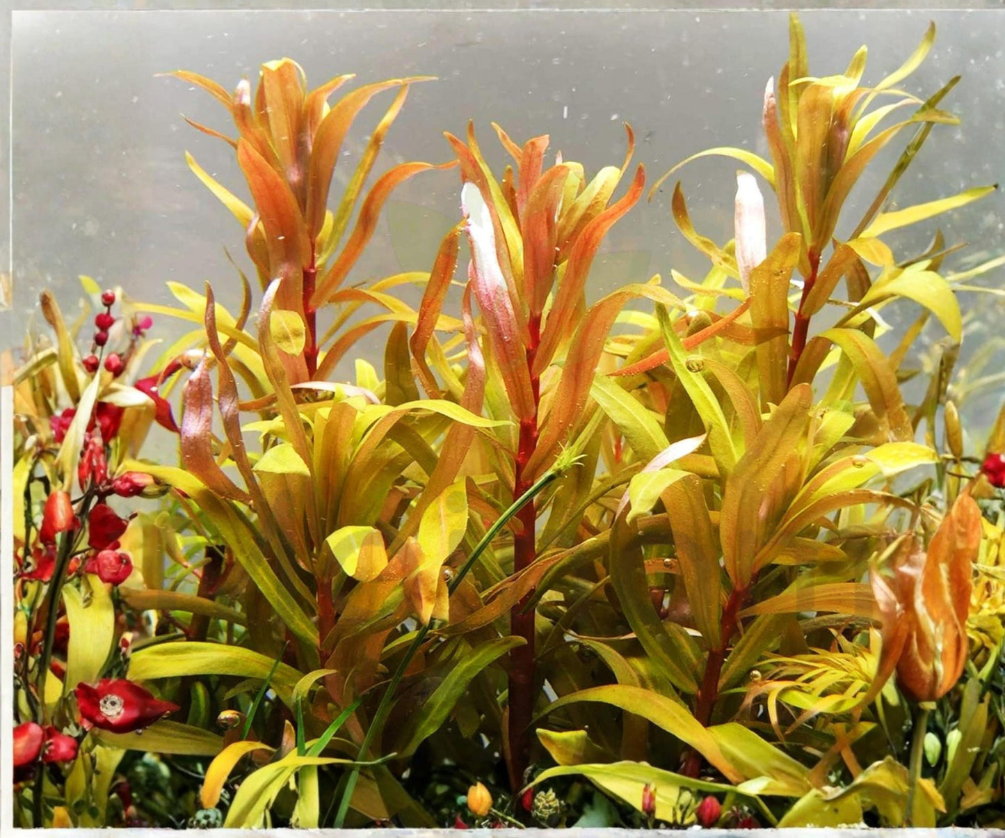 Nesaea Pedicellata Golden Freshwater Aquarium Plant Stem - Vibrant Gold to Red Coloration for Aquascaping