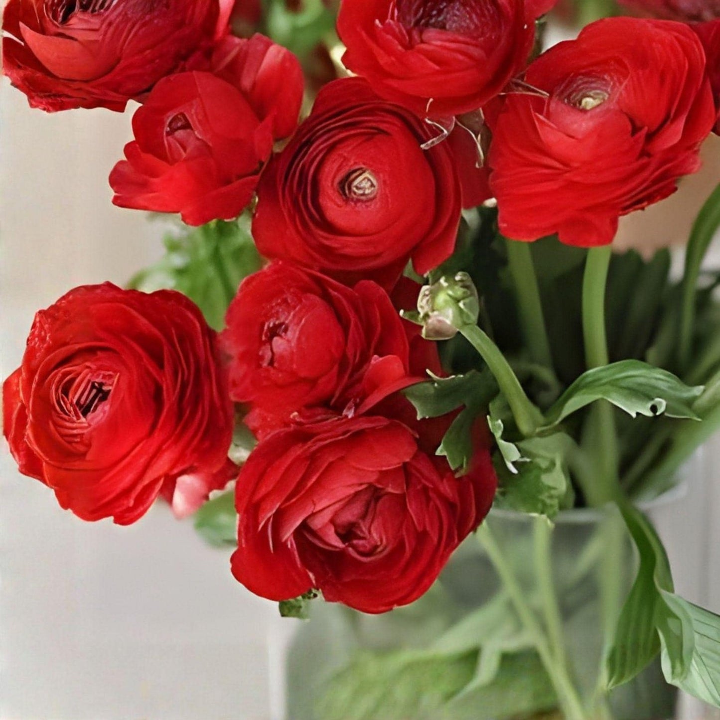 Red Ranunculus Bulbs - 10 Fresh Peony-Style Corms - Ranunculus asiaticus - Vibrant Red Flowers for Spring/Fall Planting