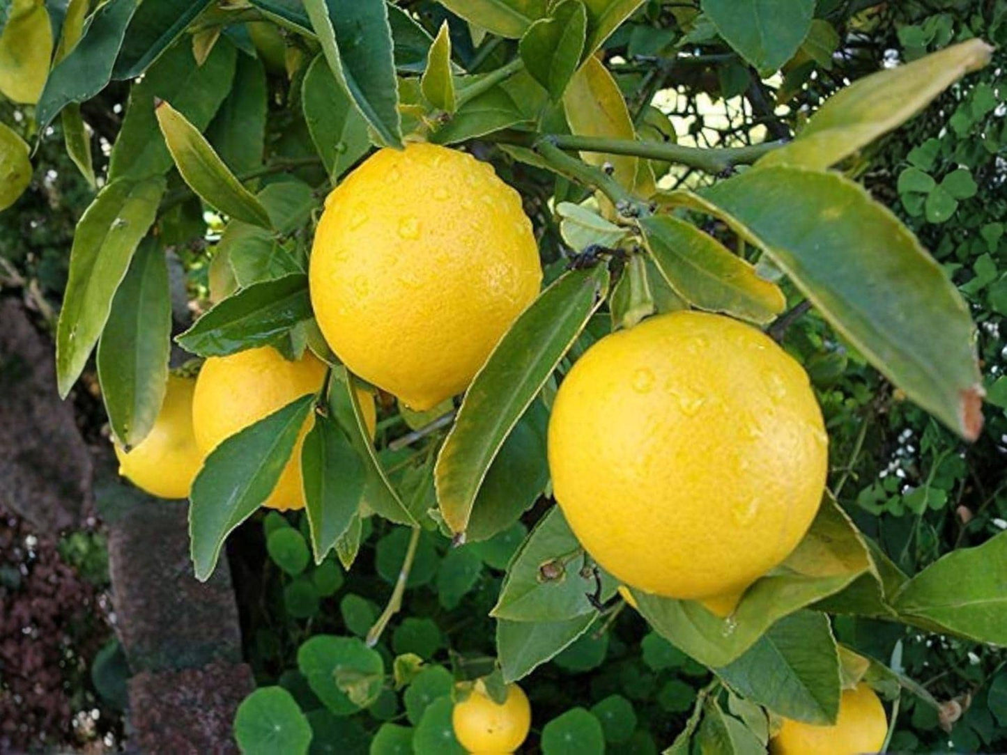 Hardy Lemon Tree Seedling - Cold-Tolerant Citrus, Fragrant Blossoms, Edible Yellow Fruit, Citrus limon × Poncirus trifoliata, 6-Inch