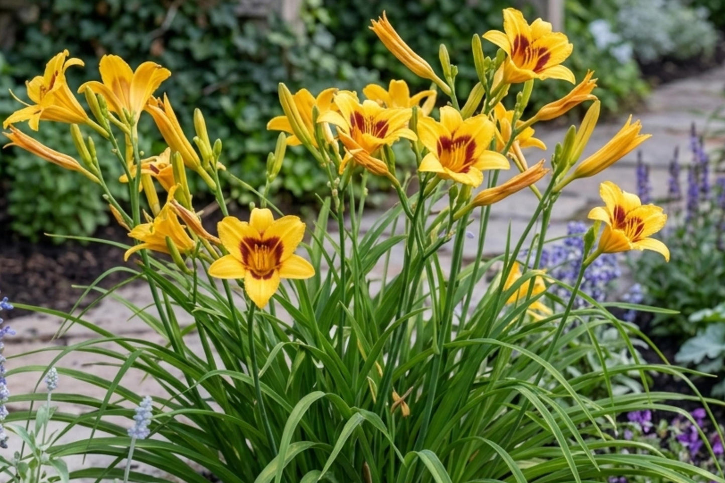 BONANZA Day Lily Bulb Bare Root Plant - Hemerocallis 'Bonanza' - Evergreen Perennial Flower for Garden Borders & Containers