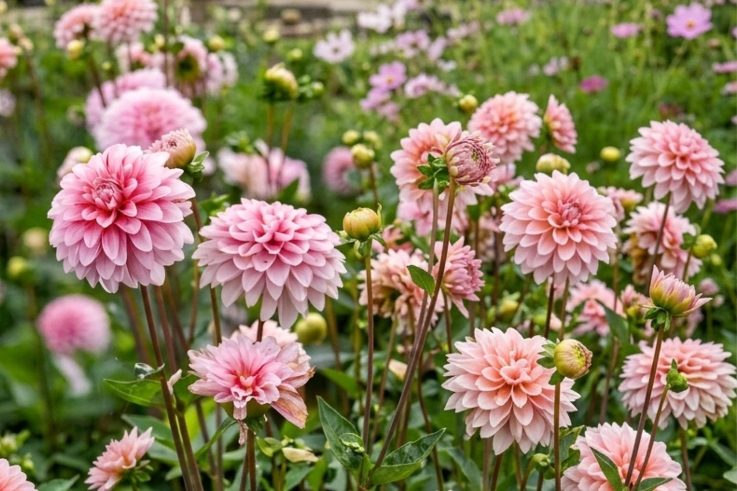 Dahlia Bulb Tuber Clump - Strawberry Cream - Perennial Flower - Dahlia pinnata - Easy to Grow, Attracts Pollinators