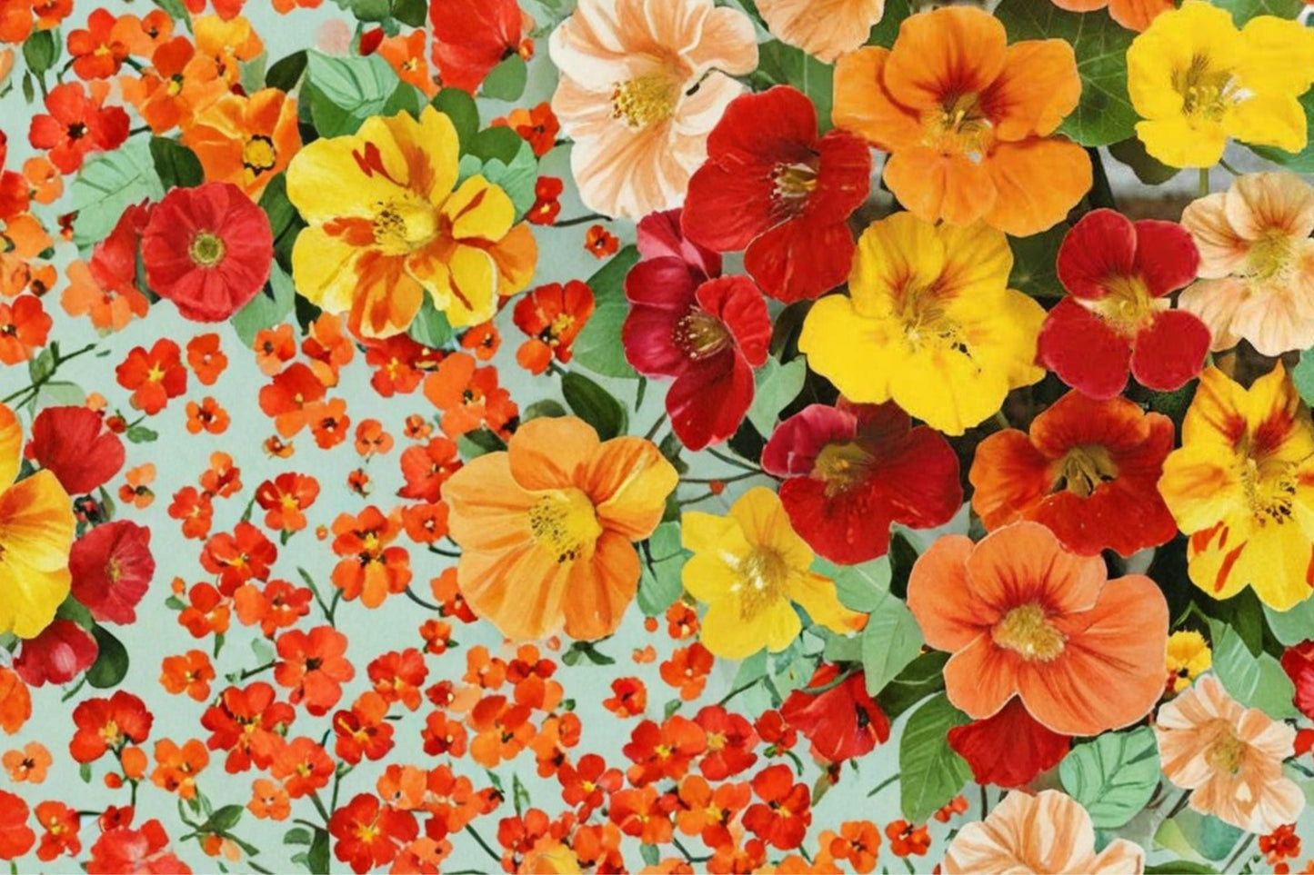 Trailing Nasturtium Seeds - 100 Count - Colorful Mix of Red, Orange, Yellow - Tropaeolum majus