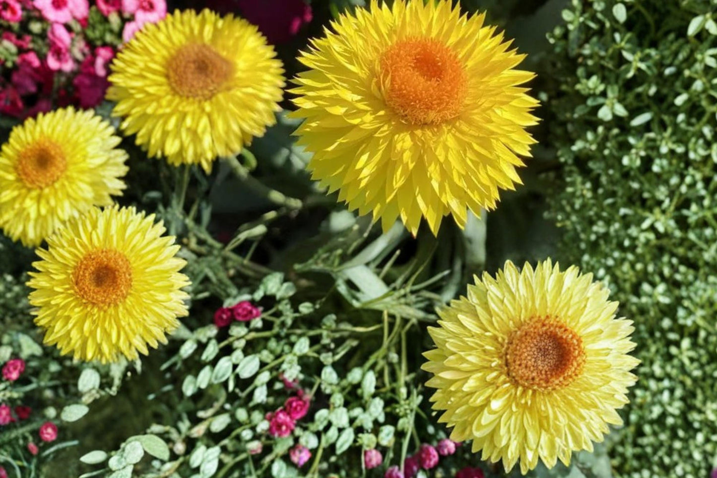 Golden Yellow Strawflower Seeds 100 Count - Xerochrysum bracteatum - Long-Lasting Papery Blooms for Gardens & Containers